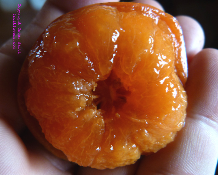 منگوستین تکمه ای